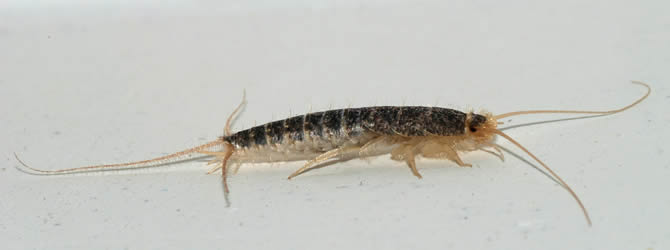 County Cressington Pest Control Service: professional pest control service for Silverfish Liverpool & Merseyside, please contact us for more info.